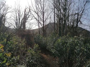 Bare trees in forest