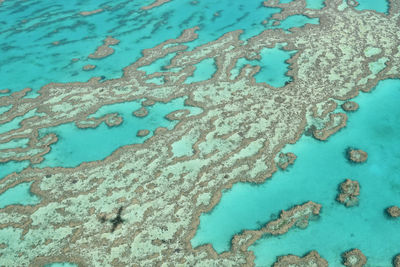 High angle view of coral underwater