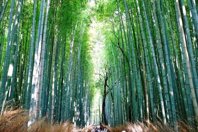 Bamboo trees in forest against sky