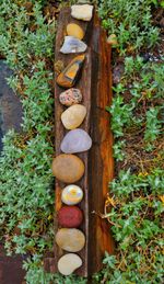 Close-up of mushrooms growing on field