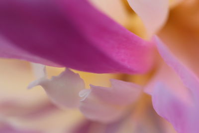 Macro shot of pink flower