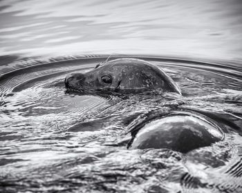 Close-up of turtle swimming in lake