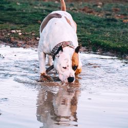 Pit bull terrier drinking water in lake