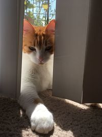 Portrait of cat relaxing on window