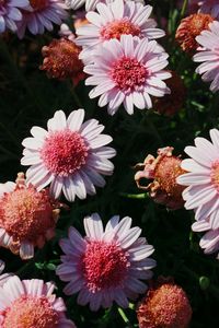 Close-up of pink flower