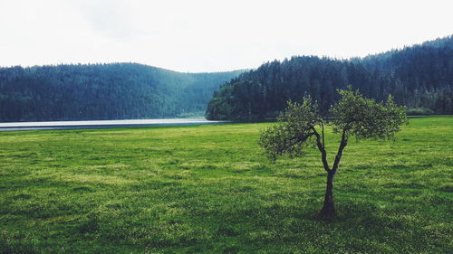 Scenic view of grassy field against sky