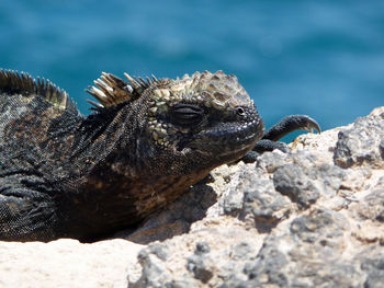 Close-up of marine iguana lizard on rock with deep blue sea background