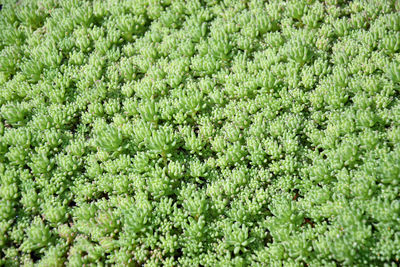 Full frame shot of plants