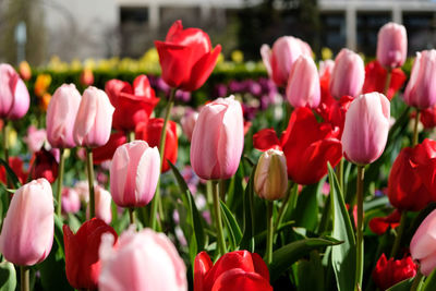 Close-up of tulips in field