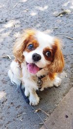 Portrait of dog on footpath