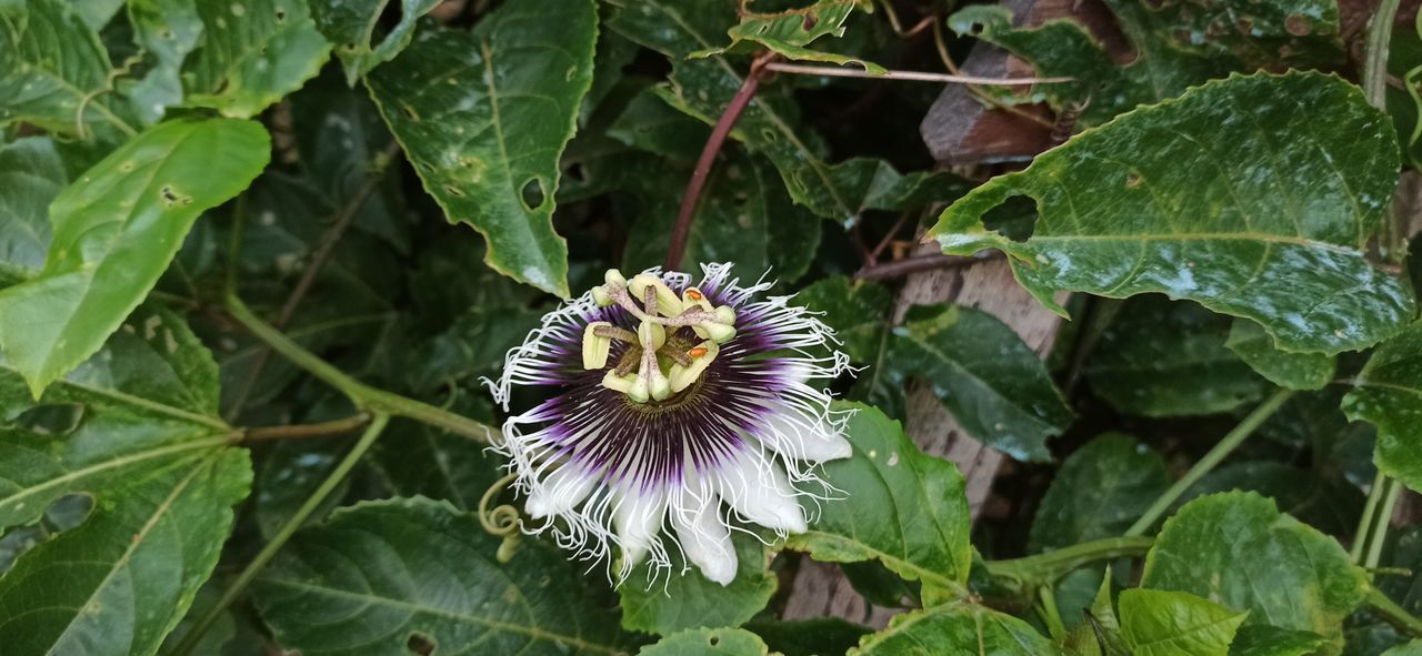 CLOSE-UP OF PURPLE FLOWER ON PLANT AT LAKESHORE