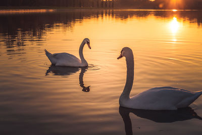 Swans swimming in lake