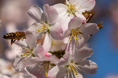 Close-up of cherry blossoms