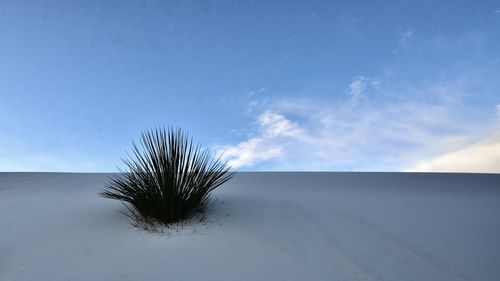 Plant on snow covered land against sky