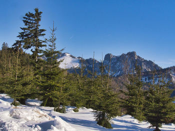 Pine trees on snowcapped mountains against clear sky