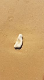 High angle view of crab on sand