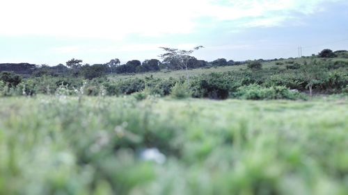 Scenic view of green landscape against sky