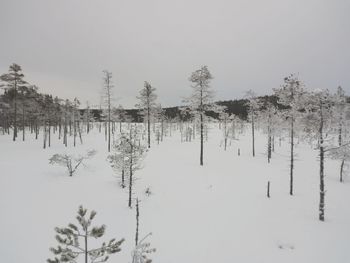 Trees on snow covered landscape against clear sky