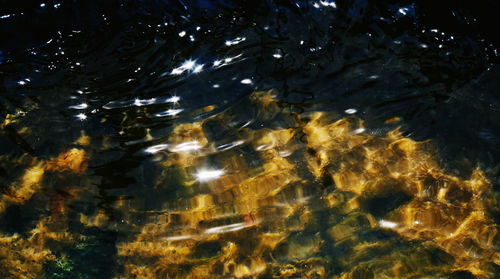 High angle view of jellyfish swimming in sea