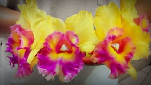 Close-up of pink flowers