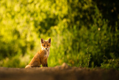 Portrait of squirrel on land