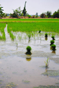 Scenic view of field by lake against sky