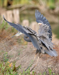 Bird flying over a field