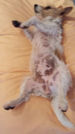 Close-up of dog lying on floor