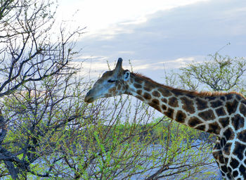 Close-up of giraffe against sky