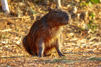 Close-up of squirrel on field