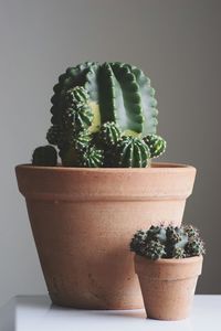 Close-up of potted plant