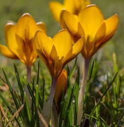 Close-up of yellow flowers blooming in field