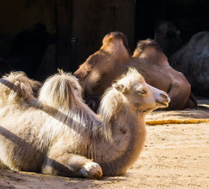 Sheep in a zoo