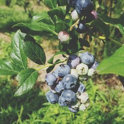 Close-up of berries growing on tree