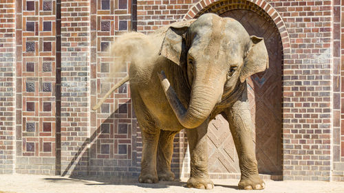 View of elephant against wall