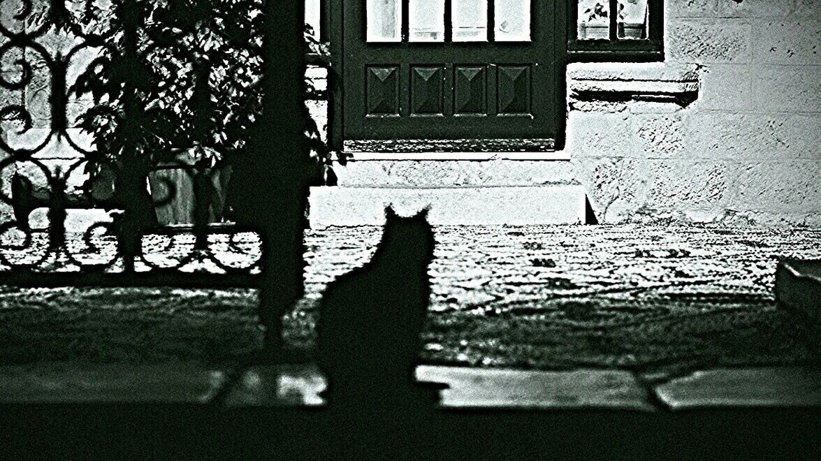 pets, animal themes, domestic cat, domestic animals, one animal, mammal, cat, window, building exterior, architecture, built structure, feline, house, sunlight, dog, window sill, sitting, day, wall - building feature, full length