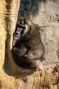 Close-up of monkey sitting on tree trunk