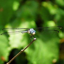 Close-up of dragonfly