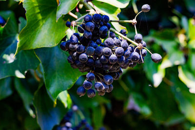 Close-up of grapes growing in vineyard