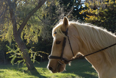 Close-up of horse standing on field against trees