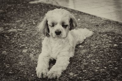 Portrait of puppy sitting outdoors