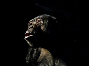 Close-up of chimpanzee over black background