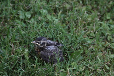 Bird perching on a field