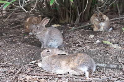 Close-up side view of rabbits