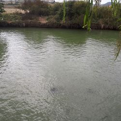 Scenic view of lake in forest