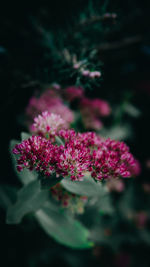 Close-up of pink flowering plant