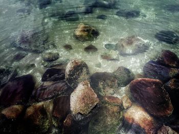 Trees in water