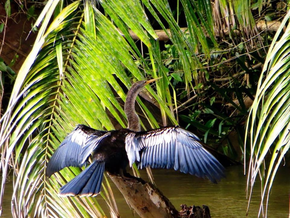 leaf, green color, growth, nature, plant, beauty in nature, palm tree, day, tranquility, outdoors, animals in the wild, no people, animal themes, high angle view, wildlife, sunlight, purple, green, blue, one animal