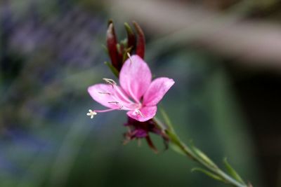 Close-up of pink rose flower