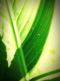 Close-up of green leaves